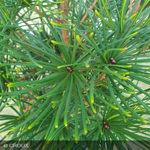 SCIADOPYTIS  verticillata