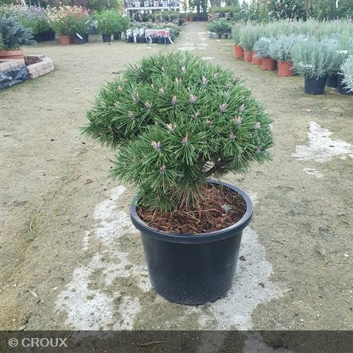 PINUS mugo 'Benjamin'