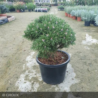 PINUS mugo 'Benjamin'