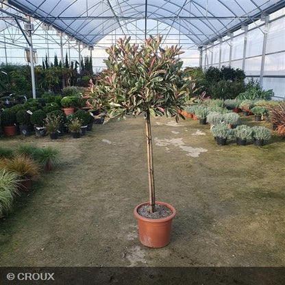 PHOTINIA x fraseri 'Pink Marble®'