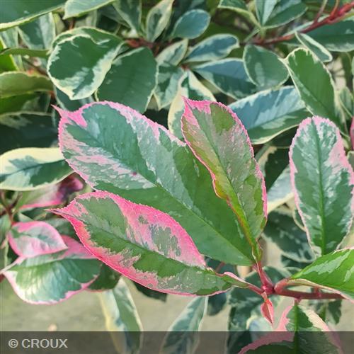 PHOTINIA x fraseri 'Pink Marble®'