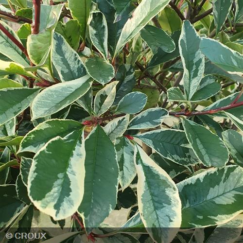 PHOTINIA x fraseri 'Pink Marble®'