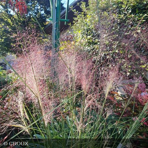 MUHLENBERGIA capillaris