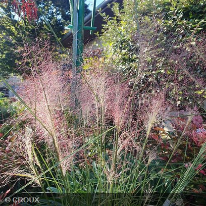 MUHLENBERGIA capillaris