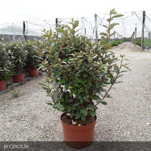 ELAEAGNUS x ebbingei 'Compacta'