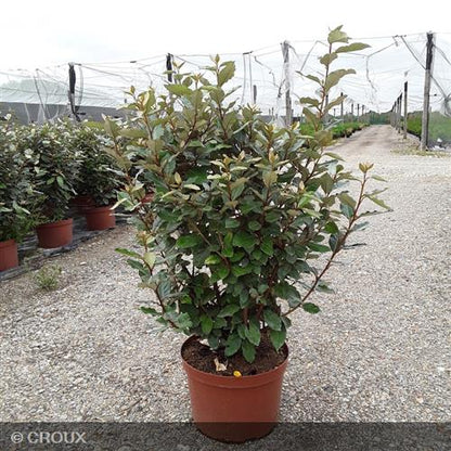 ELAEAGNUS x ebbingei 'Compacta'