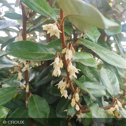 ELAEAGNUS x ebbingei 'Compacta'