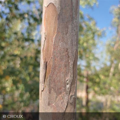LAGERSTROEMIA indica 'Dynamite'