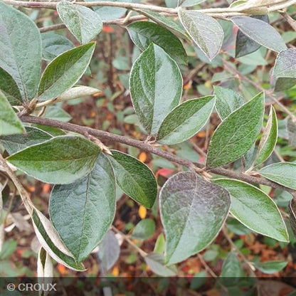 COTONEASTER franchetii