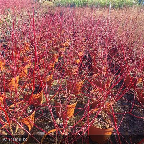 CORNUS alba 'Elegantissima'
