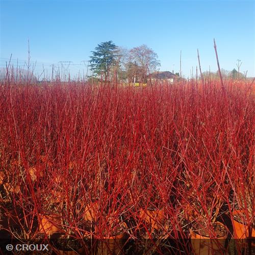 CORNUS alba 'Elegantissima'