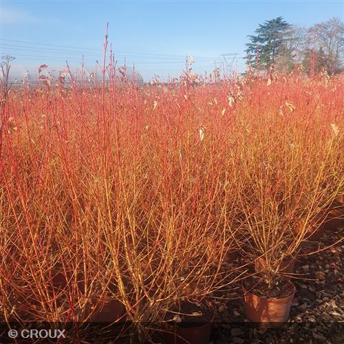 CORNUS sanguinea 'Mindwinter Fire'