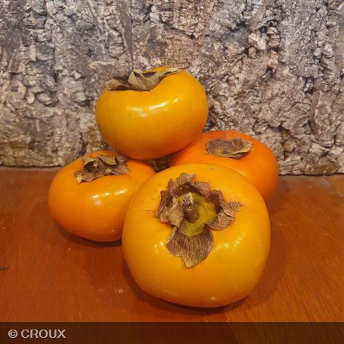 DIOSPYROS kaki 'Muscat'