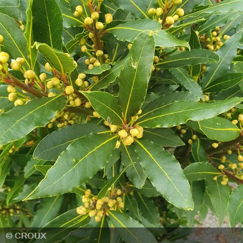 LAURUS nobilis