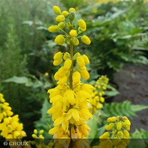 MAHONIA x media 'Winter Sun'