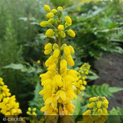 MAHONIA x media 'Winter Sun'