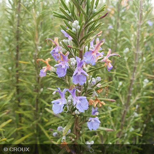 ROSMARINUS officinalis
