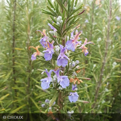 ROSMARINUS officinalis
