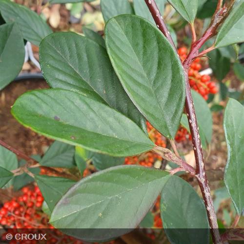 COTONEASTER lacteus