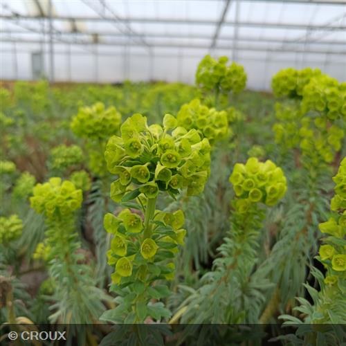 EUPHORBIA  characias 'Wulfenii'