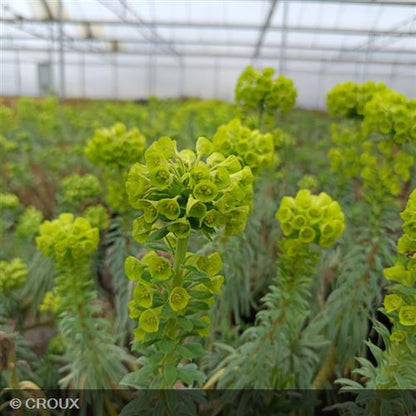 EUPHORBIA  characias 'Wulfenii'
