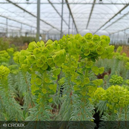 EUPHORBIA  characias 'Wulfenii'