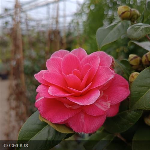 CAMELLIA japonica 'Tramonto'