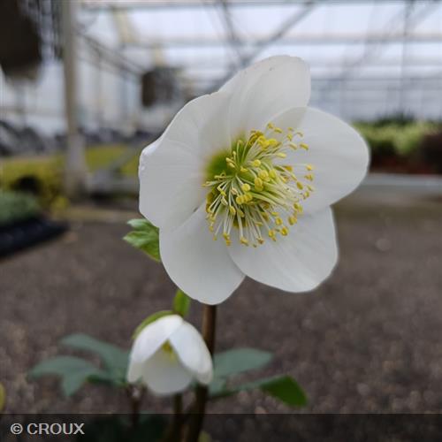 Helleborus niger Niger