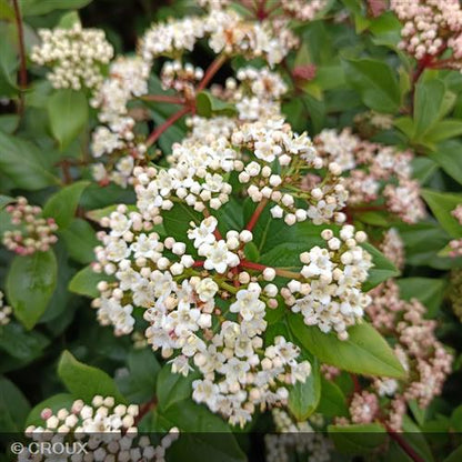 VIBURNUM tinus 'Spirit®'