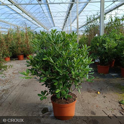 PITTOSPORUM  tobira