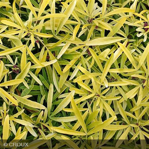 CHOISYA ternata 'Aztec Gold®'