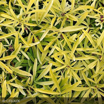 CHOISYA ternata 'Aztec Gold®'