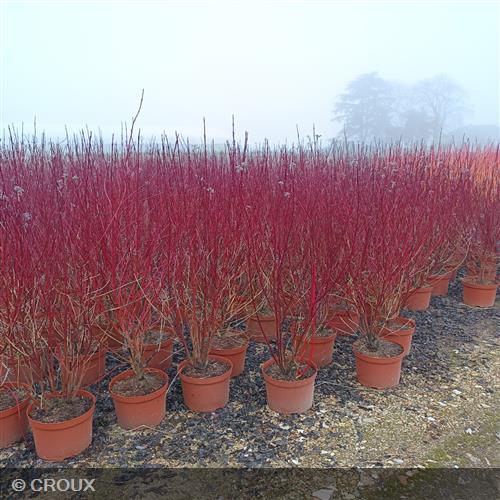 CORNUS alba 'Elegantissima'