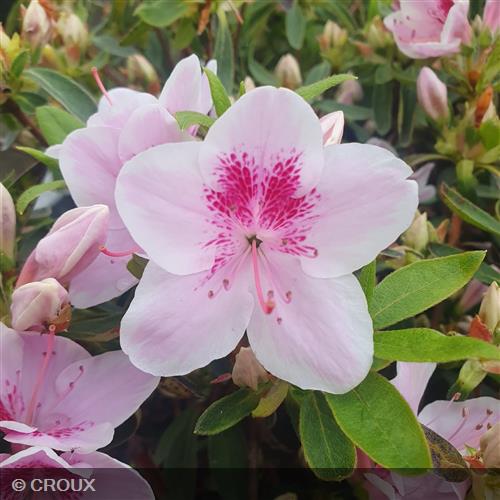 AZALEA japonica 'Ho Oden'