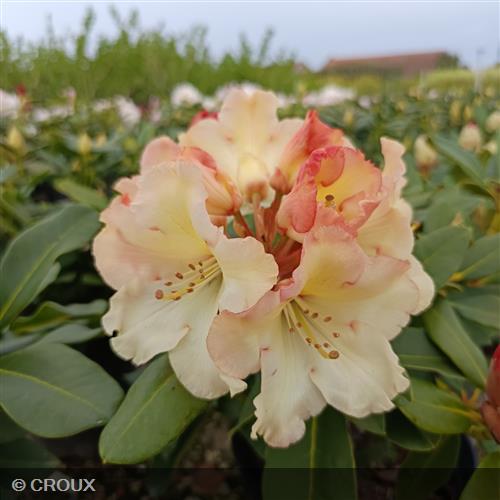RHODODENDRON x 'Horizon Monarch'