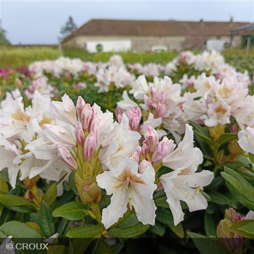 RHODODENDRON x ponticum 'Cunningham's White'