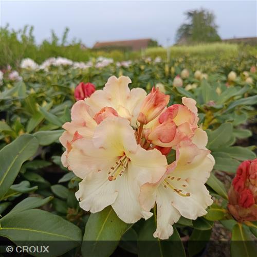 RHODODENDRON x 'Horizon Monarch'