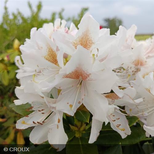 RHODODENDRON x ponticum 'Cunningham's White'
