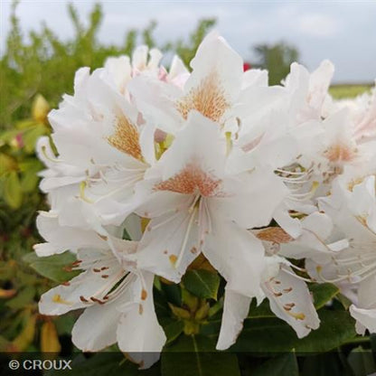 RHODODENDRON x ponticum 'Cunningham's White'