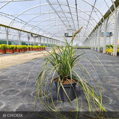 CAREX oshimensis  'Feather Falls®'