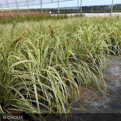CAREX oshimensis  'Feather Falls®'