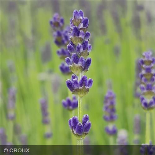 LAVANDULA angustifolia 'Anna®'