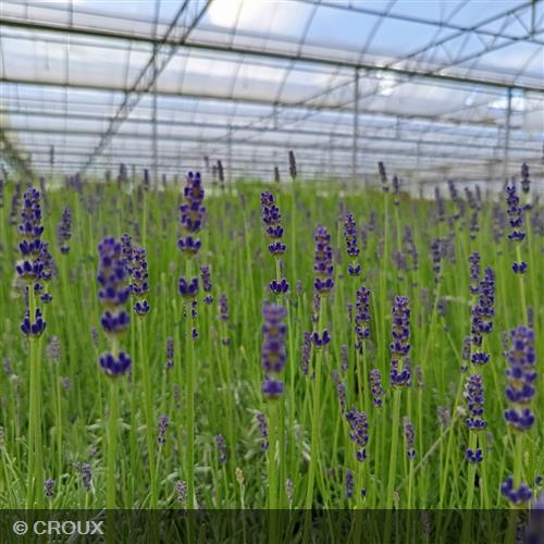 LAVANDULA angustifolia 'Anna®'