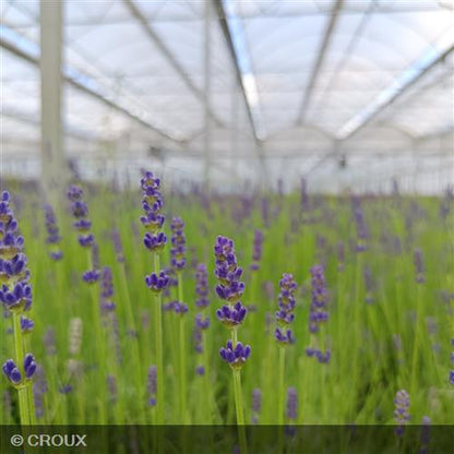 LAVANDULA angustifolia 'Anna®'