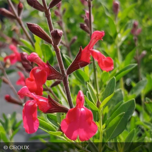 SALVIA greggii Lemon light
