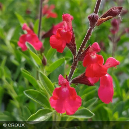 SALVIA greggii Lemon light