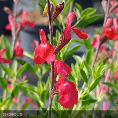 SALVIA greggii Lemon light