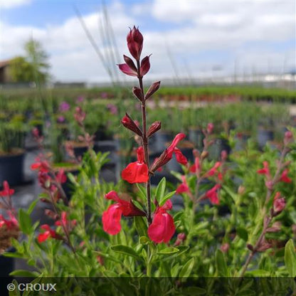 SALVIA greggii Lemon light