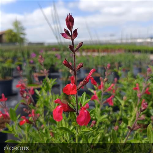 SALVIA greggii 'Lipstick'