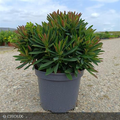 EUPHORBIA x martinii 'Baby Charm'